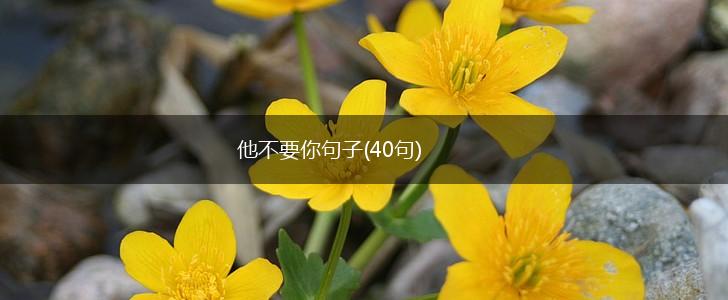 他不要你句子(40句),第1张