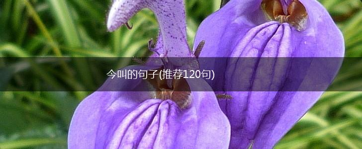 今叫的句子(推荐120句),第1张