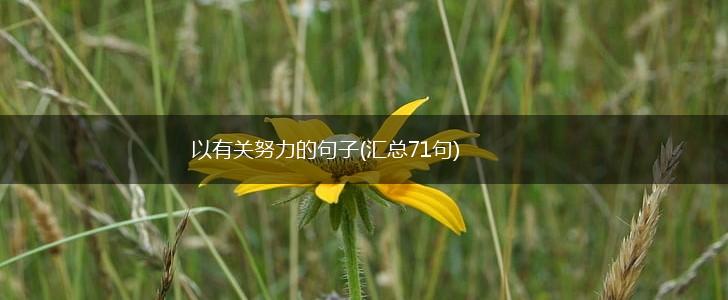 以有关努力的句子(汇总71句),第1张