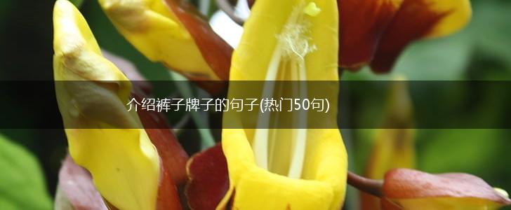 介绍裤子牌子的句子(热门50句),第1张