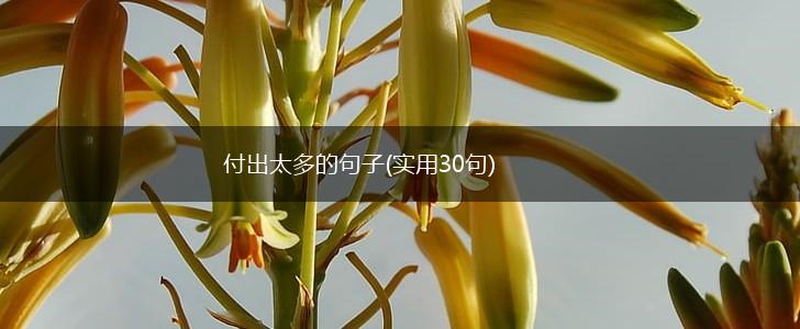 付出太多的句子(实用30句),第1张