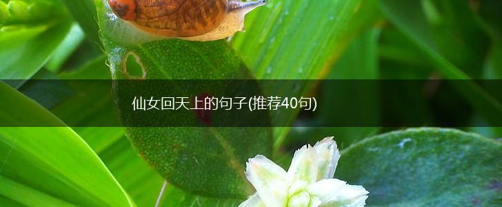 仙女回天上的句子(推荐40句),第1张
