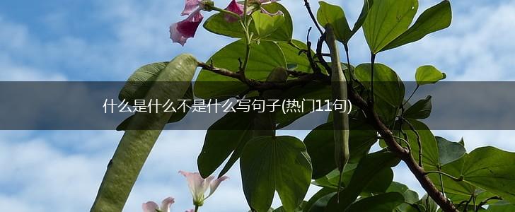 什么是什么不是什么写句子(热门11句),第1张