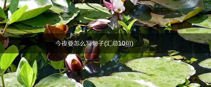 今夜要怎么写句子(汇总10句),第1张
