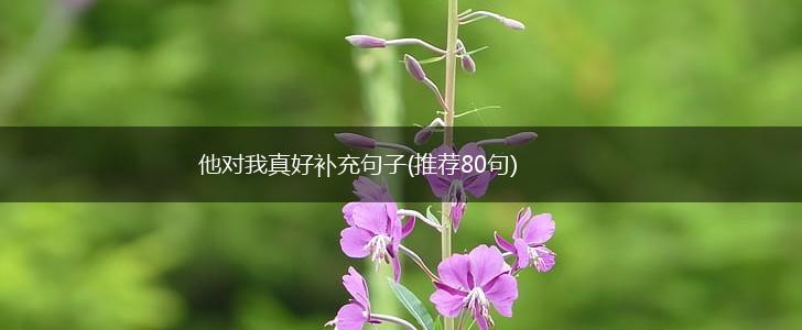 他对我真好补充句子(推荐80句),第1张