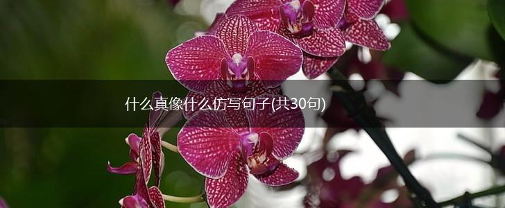 什么真像什么仿写句子(共30句),第1张