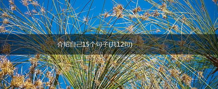 介绍自己15个句子(共12句),第1张