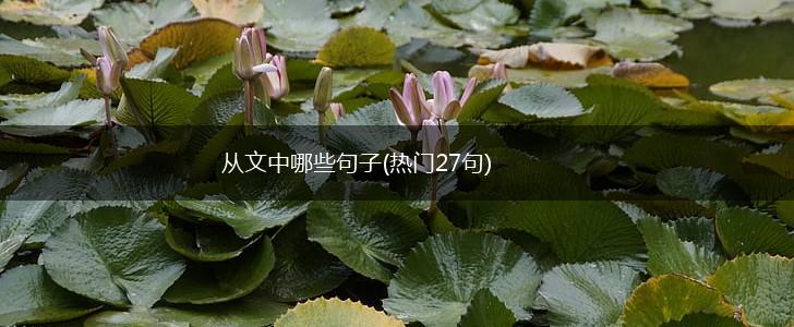 从文中哪些句子(热门27句),第1张