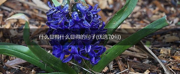什么显得什么显得的句子(优选70句),第1张