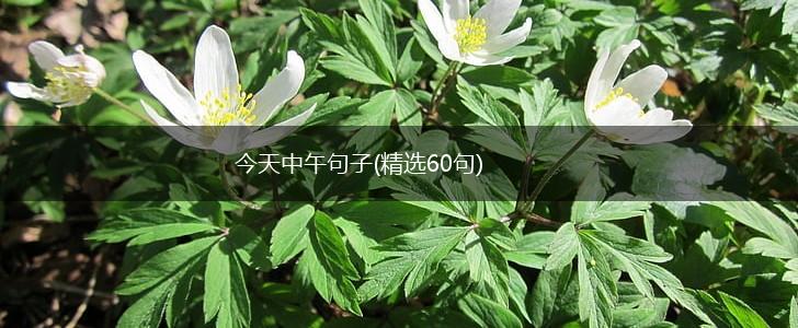 今天中午句子(精选60句),第1张