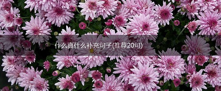什么真什么补充句子(推荐20句),第1张