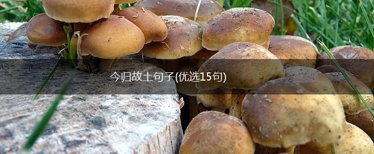 今归故土句子(优选15句),第1张