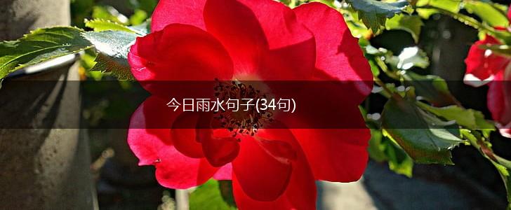 今日雨水句子(34句),第1张