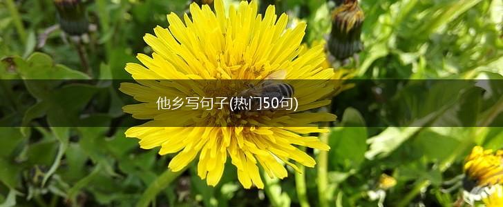他乡写句子(热门50句),第1张