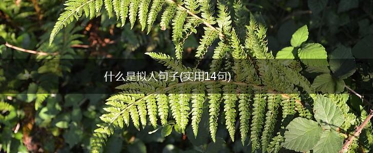 什么是拟人句子(实用14句),第1张