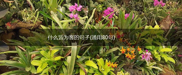 什么皆为客的句子(通用80句),第1张