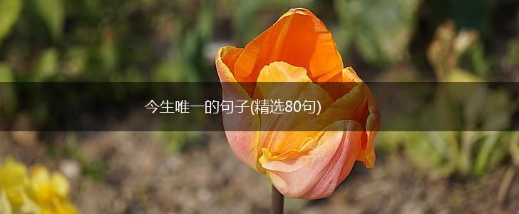 今生唯一的句子(精选80句),第1张