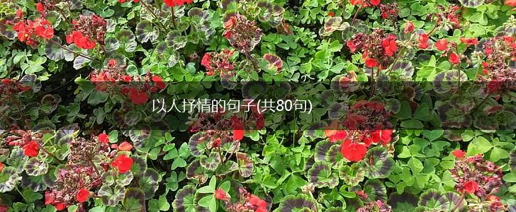 以人抒情的句子(共80句),第1张