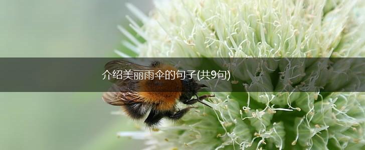 介绍美丽雨伞的句子(共9句),第1张 介绍美丽雨伞的句子(共9句),第1张