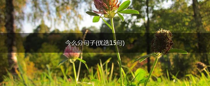 今么分句子(优选15句),第1张