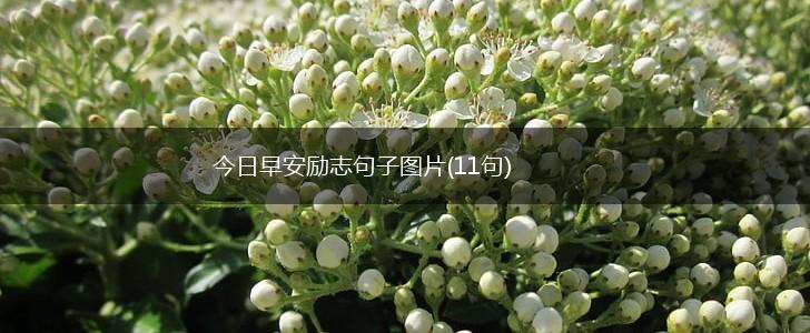 今日早安励志句子图片(11句),第1张