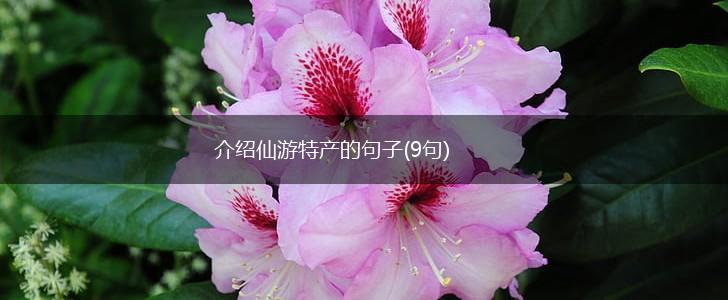 介绍仙游特产的句子(9句),第1张