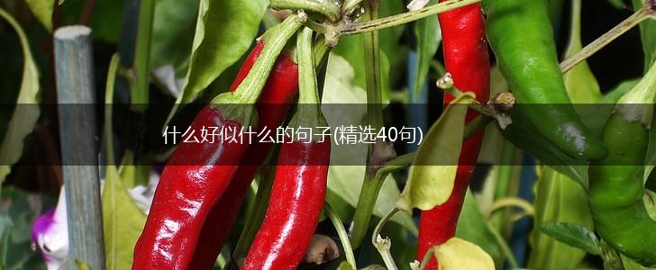 什么好似什么的句子(精选40句),第1张 什么好似什么的句子(精选40句),第1张