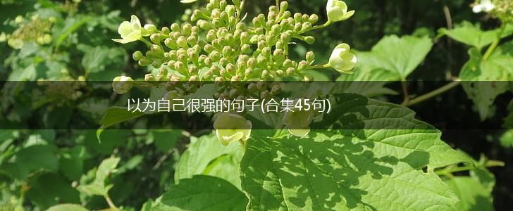 以为自己很强的句子(合集45句),第1张