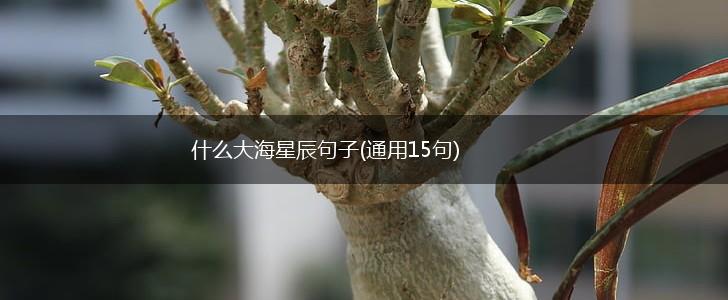 什么大海星辰句子(通用15句),第1张