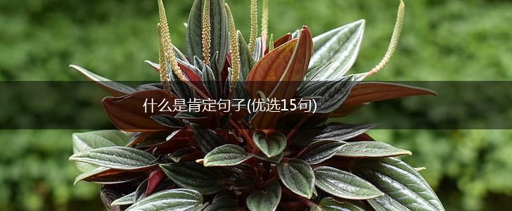 什么是肯定句子(优选15句),第1张