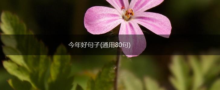 今年好句子(通用80句),第1张