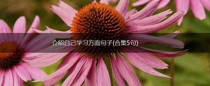 介绍自己学习方面句子(合集5句),第1张
