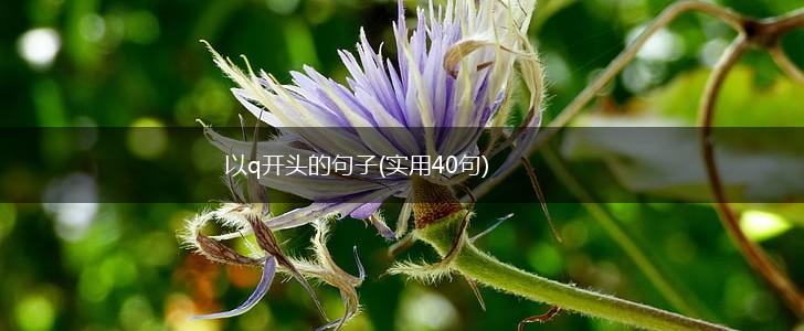 以q开头的句子(实用40句),第1张