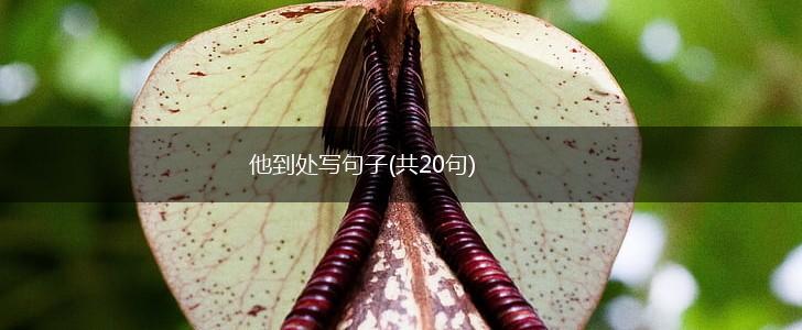 他到处写句子(共20句),第1张