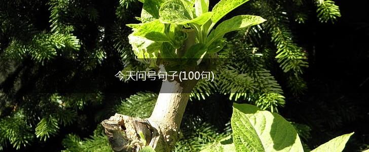 今天问号句子(100句),第1张