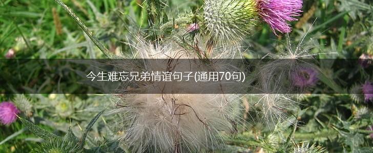 今生难忘兄弟情谊句子(通用70句),第1张