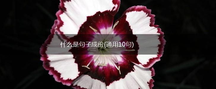 什么是句子成份(通用10句),第1张