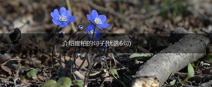 介绍崖柏的句子(优选6句),第1张