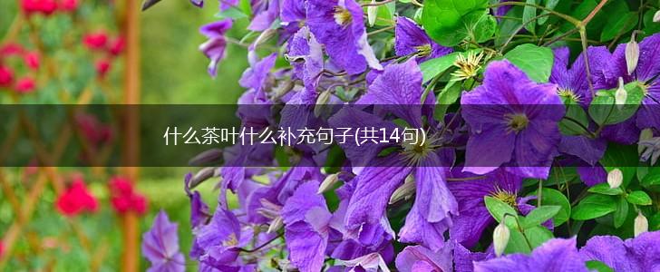 什么茶叶什么补充句子(共14句),第1张
