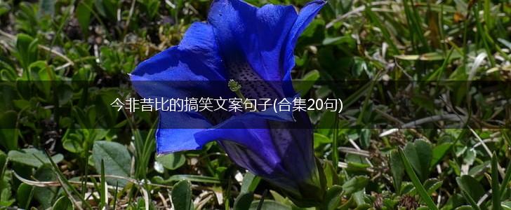 今非昔比的搞笑文案句子(合集20句),第1张