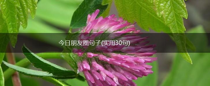 今日朋友圈句子(实用30句),第1张