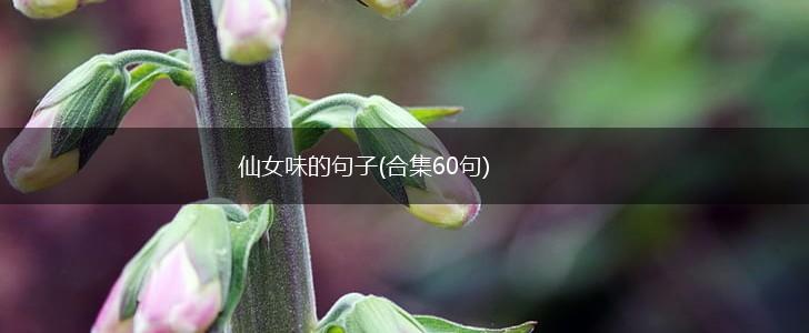 仙女味的句子(合集60句),第1张