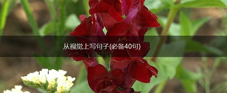 从视觉上写句子(必备40句),第1张