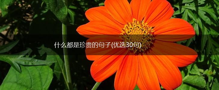 什么都是珍贵的句子(优选30句),第1张
