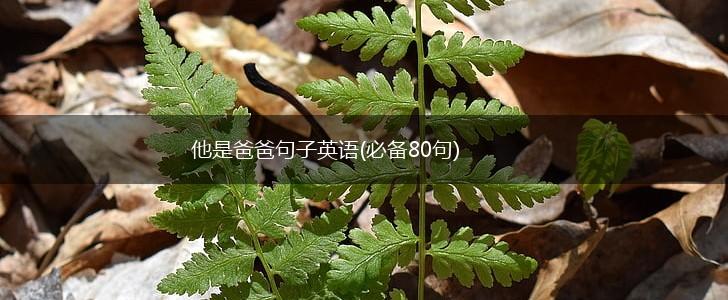 他是爸爸句子英语(必备80句),第1张