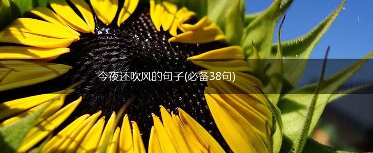 今夜还吹风的句子(必备38句),第1张