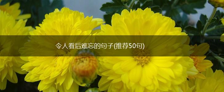 令人看后难忘的句子(推荐50句),第1张