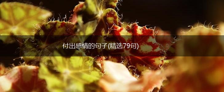 付出感情的句子(精选79句),第1张