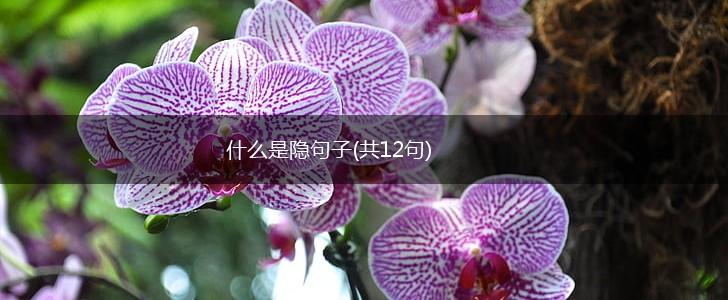 什么是隐句子(共12句),第1张