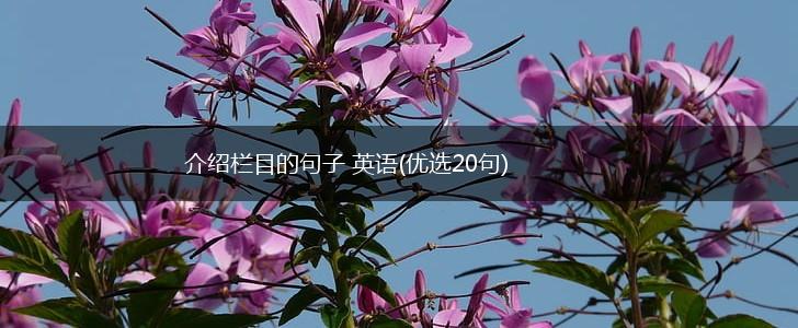 介绍栏目的句子 英语(优选20句),第1张